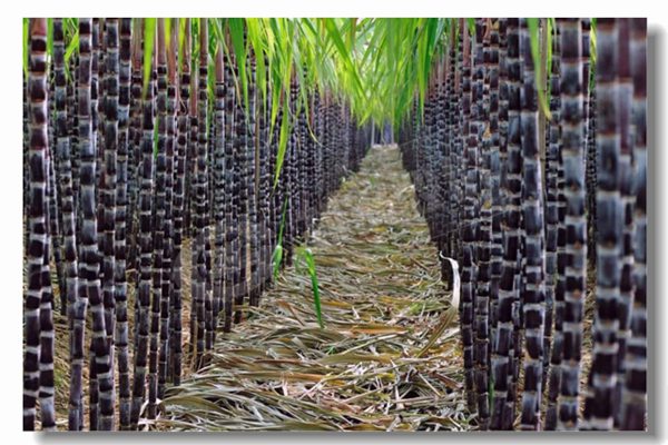 循環(huán)流化床鍋爐的基本特點(diǎn)是什么？