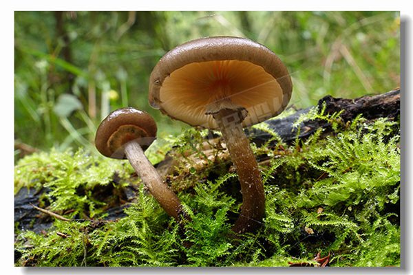 2噸天燃氣熱水鍋爐廠商哪家性價比高？