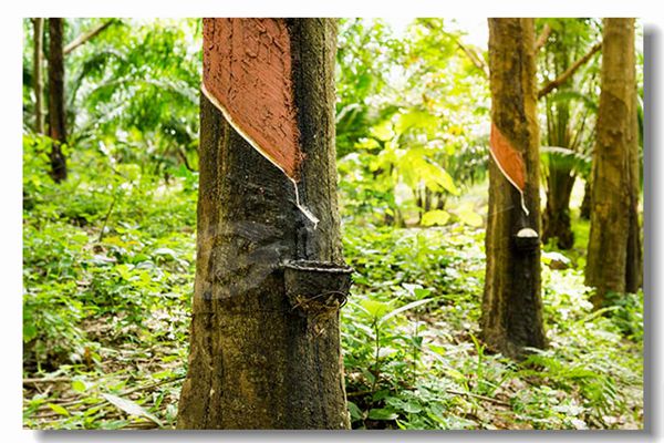 生物質(zhì)顆粒鍋爐多少錢？